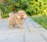 8 weeks 7
