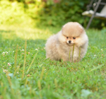 8 weeks 8