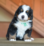 green 5weeks 