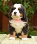 6 weeks 1