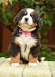 6 weeks