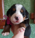 lilac 14 days