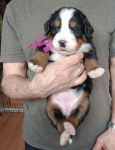lilac 3 weeks