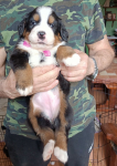 lilac 4 weeks