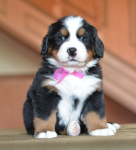 lilac 5 weeks 