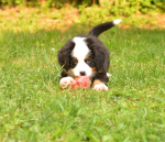 7 weeks 8