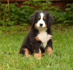 7 weeks