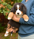 7 weeks 2