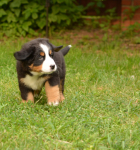 7 weeks 4