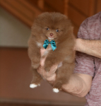 7 weeks