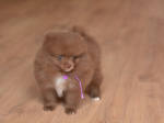 7 weeks 2