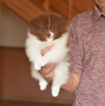 7 weeks 1