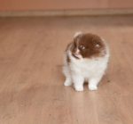7 weeks 2