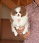 7 weeks