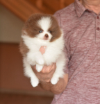 7 weeks 1