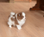 7 weeks 3