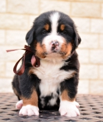 4_weeks_1.jpg 4_weeks_1.jpg
