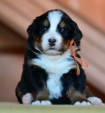 4_weeks_2.jpg 4_weeks_2.jpg