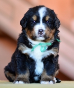 4_weeks_2.jpg 4_weeks_2.jpg