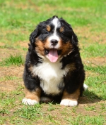 6_weeks_10.jpg 6_weeks_10.jpg