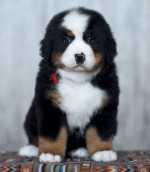 6_weeks_1.jpg 6_weeks_1.jpg