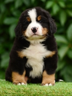 6_weeks_2.jpg 6_weeks_2.jpg
