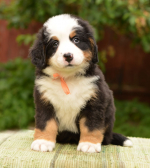 6_weeks_2.jpg 6_weeks_2.jpg