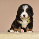 6_weeks_6.jpg