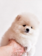 7_5_weeks_1.jpg 7_5_weeks_1.jpg