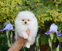 7_weeks_1.jpg