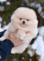 7_weeks_1.jpg 7_weeks_1.jpg