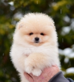 7_weeks.jpg 7_weeks.jpg