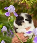 7_weeks.jpg 7_weeks.jpg