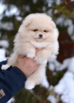 7_weeks_2.jpg 7_weeks_2.jpg
