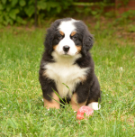 7_weeks_3.jpg 7_weeks_3.jpg