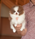 7_weeks.jpg 7_weeks.jpg