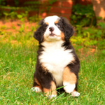 7_weeks_5_.jpg 7_weeks_5_.jpg