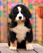 8_weeks.jpg 8_weeks.jpg