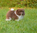 8_weeks_4.jpg