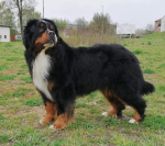 berntiers_gryffin.jpg berntiers_gryffin.jpg