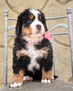 f_pink_5_weeks_2.jpg f_pink_5_weeks_2.jpg