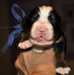 m_blue_1_weeks.jpg m_blue_1_weeks.jpg