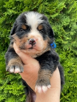 m_blue_3_weeks.jpg m_blue_3_weeks.jpg