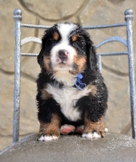 m_blue_5_weeks_2.jpg m_blue_5_weeks_2.jpg