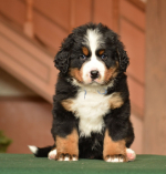 m_blue_6_weeks.jpg m_blue_6_weeks.jpg