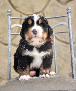 m_brown_5_weeks.jpg m_brown_5_weeks.jpg