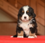 m_gray_5_weeks_1.jpg m_gray_5_weeks_1.jpg