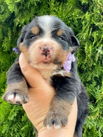 m_lilac_3_weeks.jpg m_lilac_3_weeks.jpg
