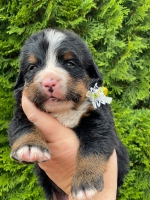 m_yellow_3_weeks.jpg m_yellow_3_weeks.jpg