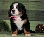 s_rose_6weeks.jpg